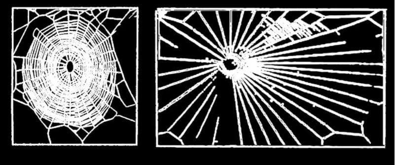 Spider on LSD